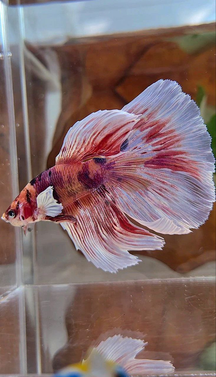 HALFMOON DUMBO EAR PINK ORANGE MULTICOLOR BETTA FISH