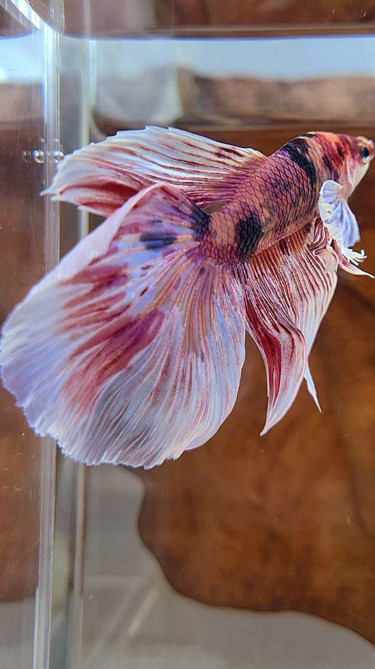 HALFMOON DUMBO EAR PINK ORANGE MULTICOLOR BETTA FISH