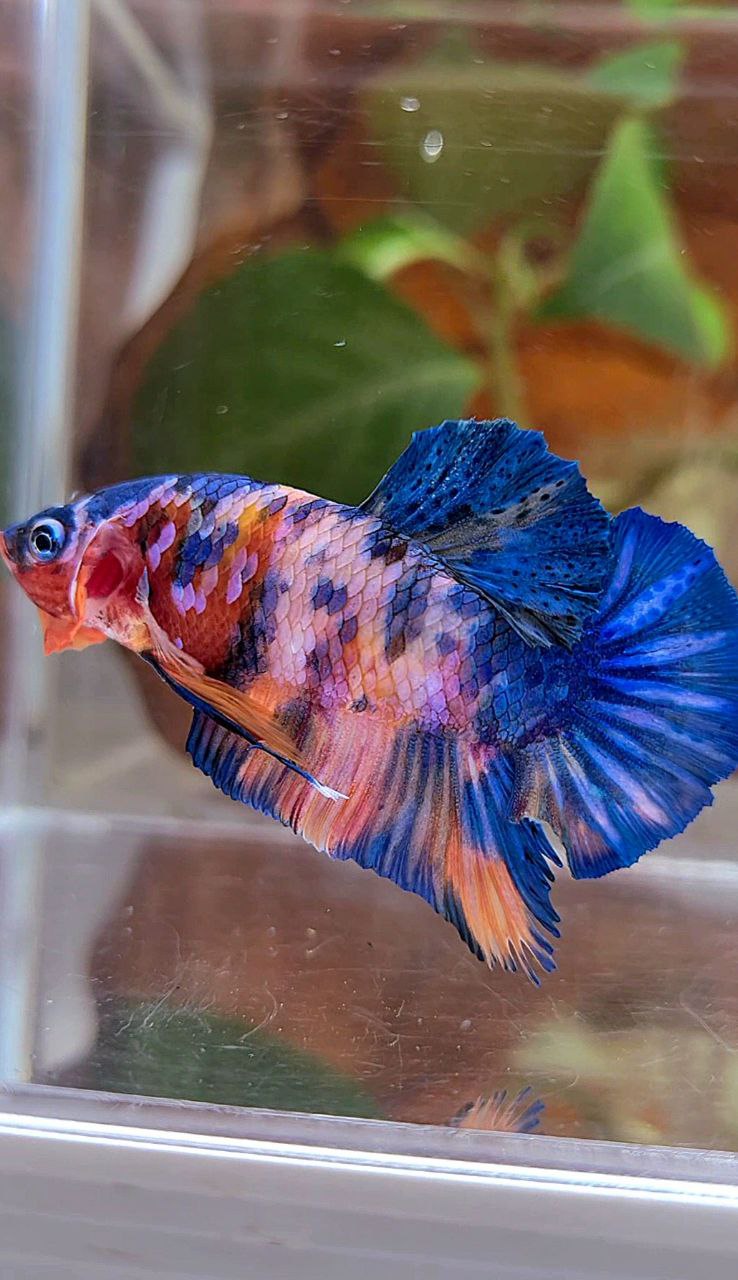 PLAKAT PINK CANDY COPPER GALAXY MULTICOLOR BETTA FISH