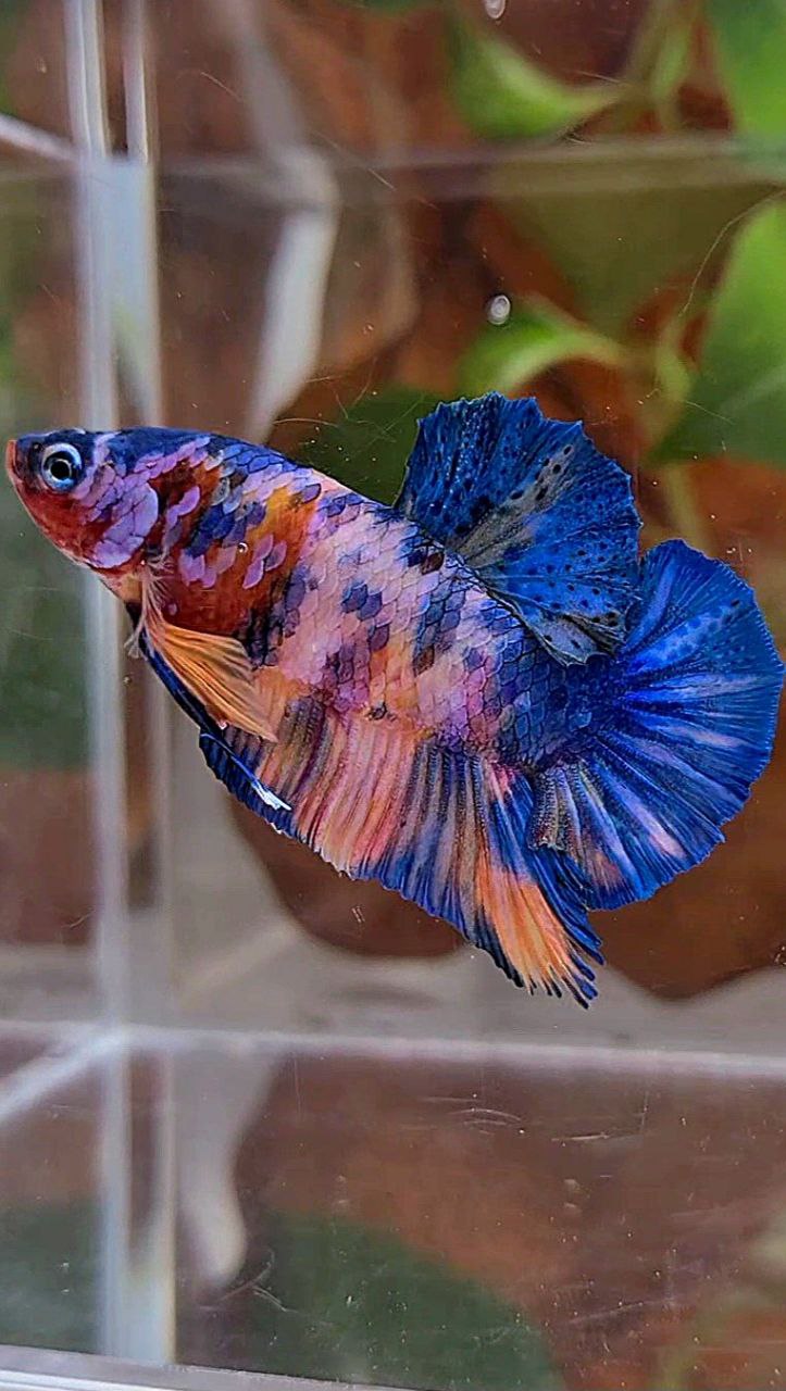 PLAKAT PINK CANDY COPPER GALAXY MULTICOLOR BETTA FISH
