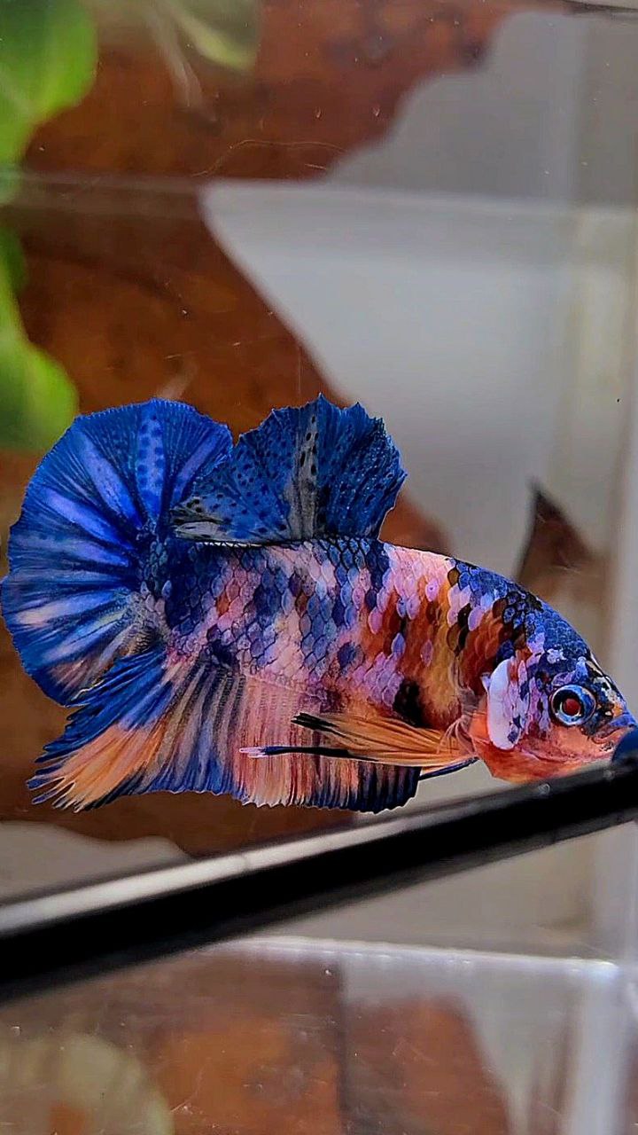 PLAKAT PINK CANDY COPPER GALAXY MULTICOLOR BETTA FISH