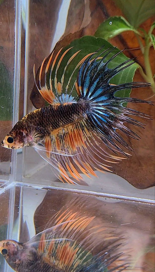 CROWNTAIL BLACK ORANGE MULTICOLOR BETTA FISH