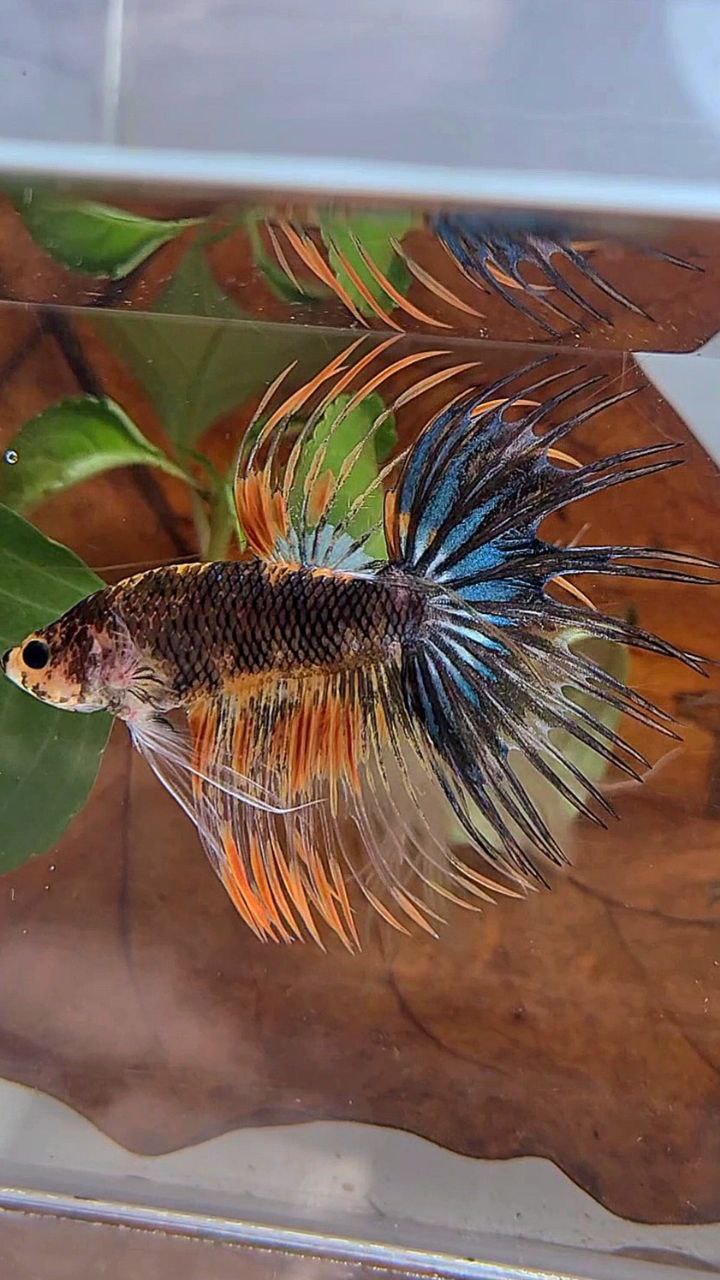 CROWNTAIL BLACK ORANGE MULTICOLOR BETTA FISH