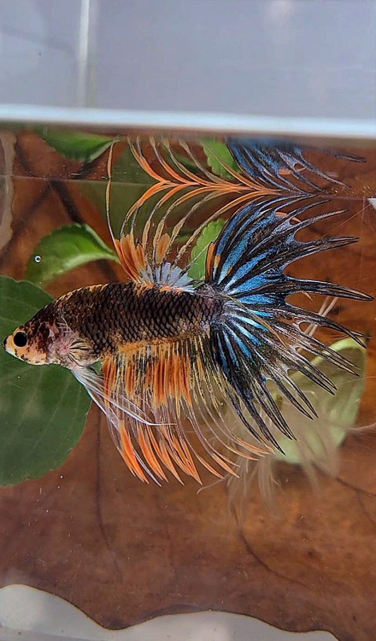 CROWNTAIL BLACK ORANGE MULTICOLOR BETTA FISH