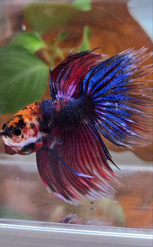 VEILTAIL DELTA DARK PURPLE MULTICOLOR BETTA FISH