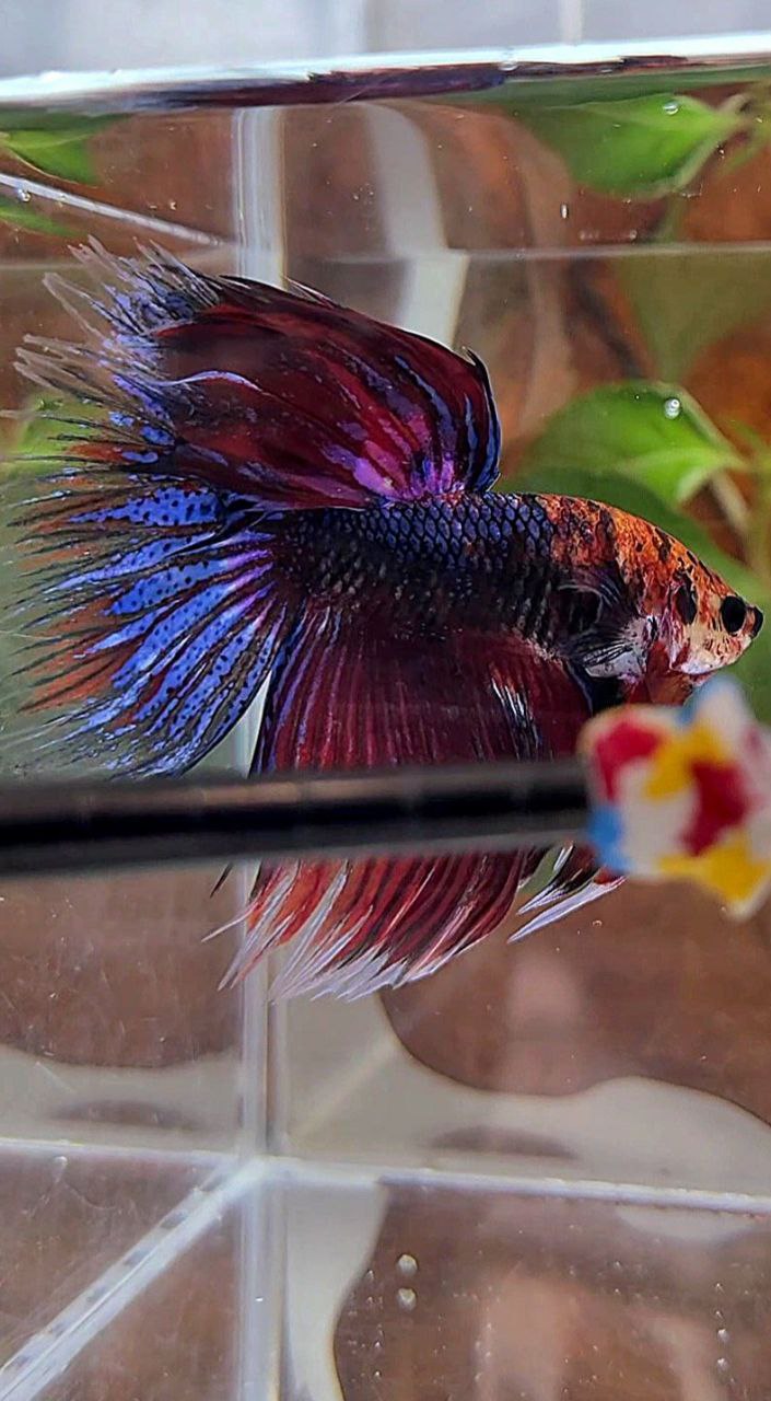 VEILTAIL DELTA DARK PURPLE MULTICOLOR BETTA FISH