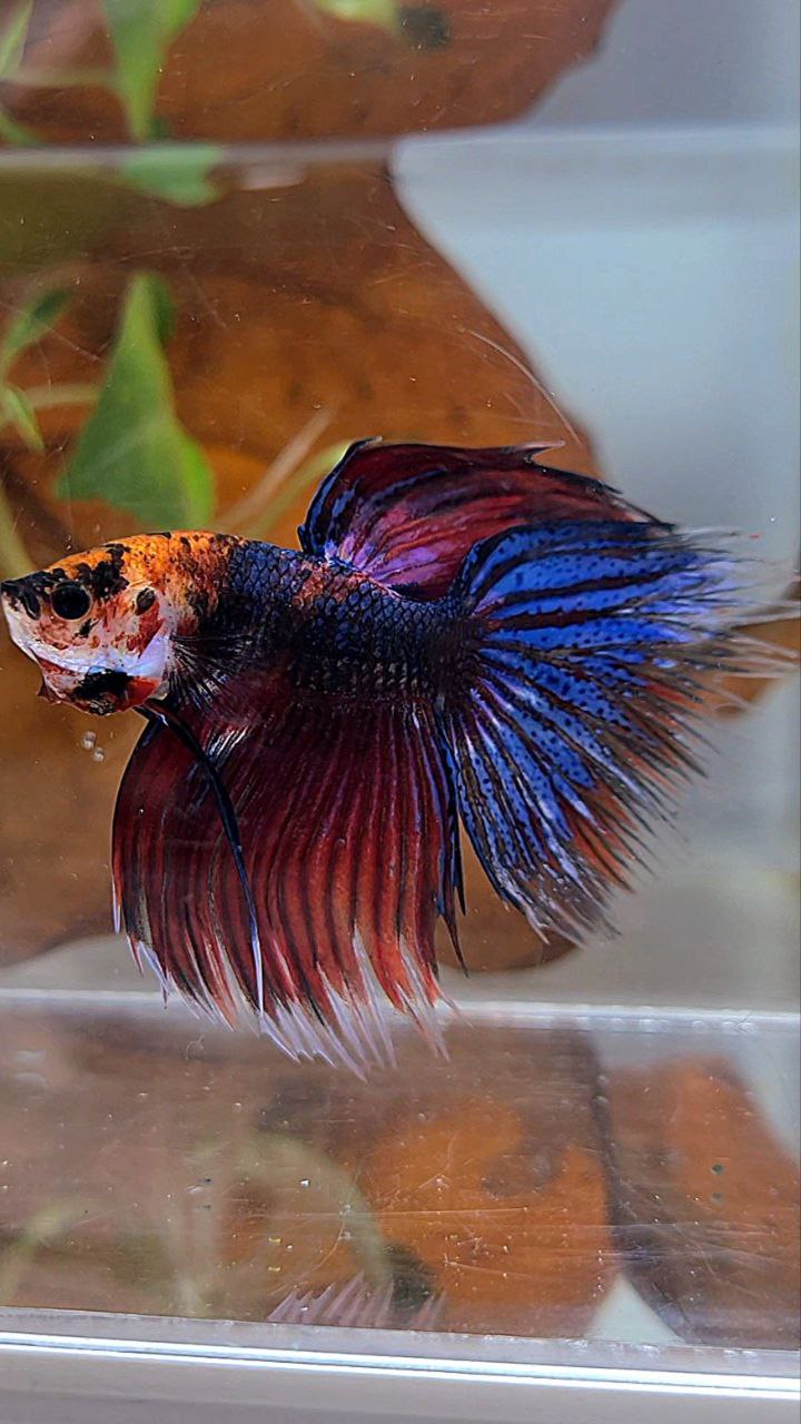 VEILTAIL DELTA DARK PURPLE MULTICOLOR BETTA FISH