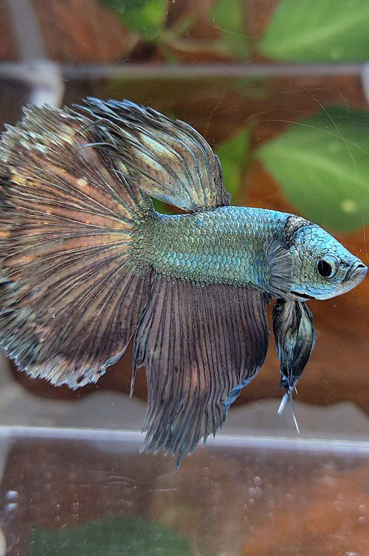 HALFMOON ROSETAIL COPPER ARMY BETTA FISH