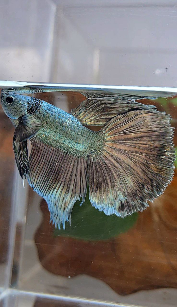 HALFMOON ROSETAIL COPPER ARMY BETTA FISH
