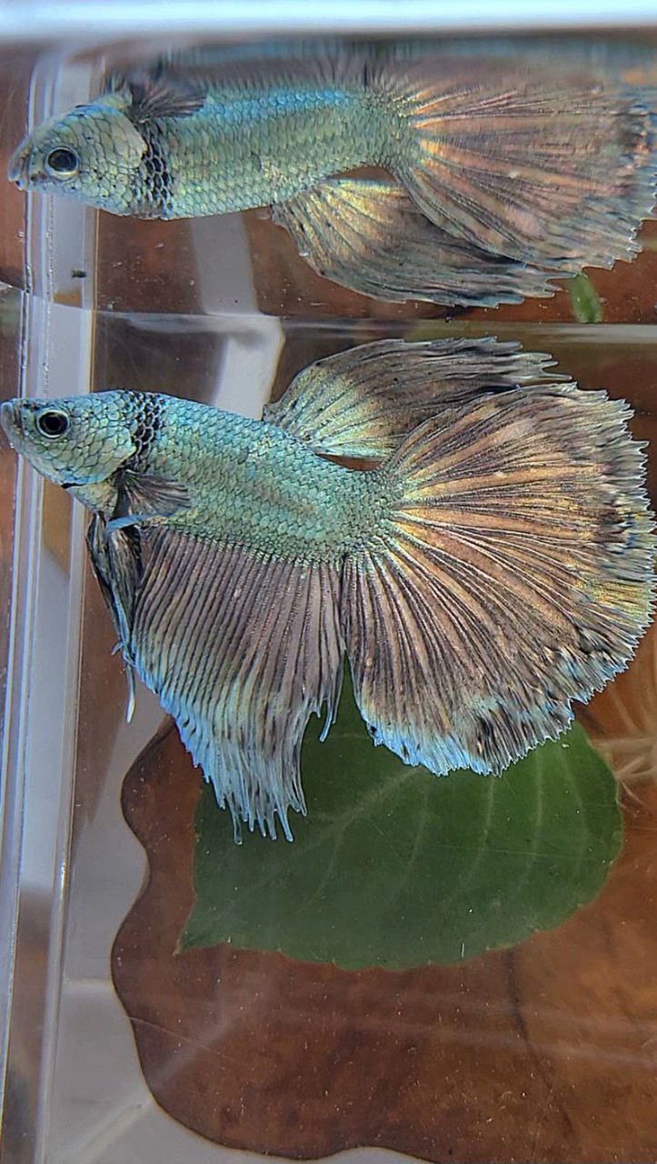 HALFMOON ROSETAIL COPPER ARMY BETTA FISH