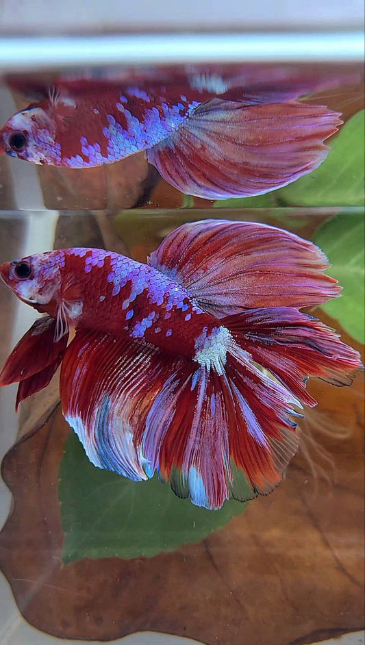 HALFMOON DOUBLE TAIL BARONGSAI RED PURPLE GALAXY MULTICOLOR BETTA FISH minus little warts