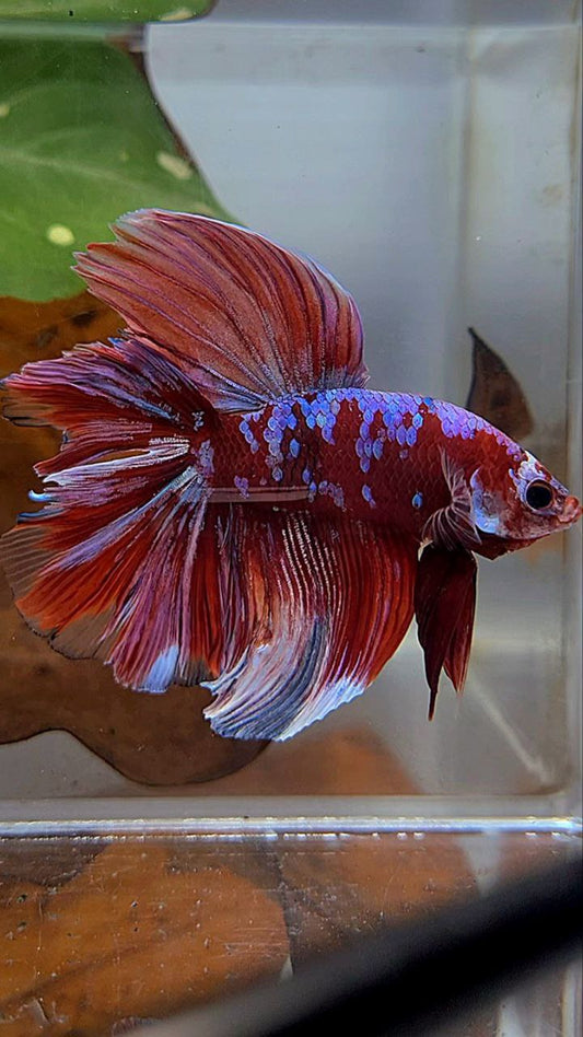 HALFMOON DOUBLE TAIL BARONGSAI RED PURPLE GALAXY MULTICOLOR BETTA FISH minus little warts