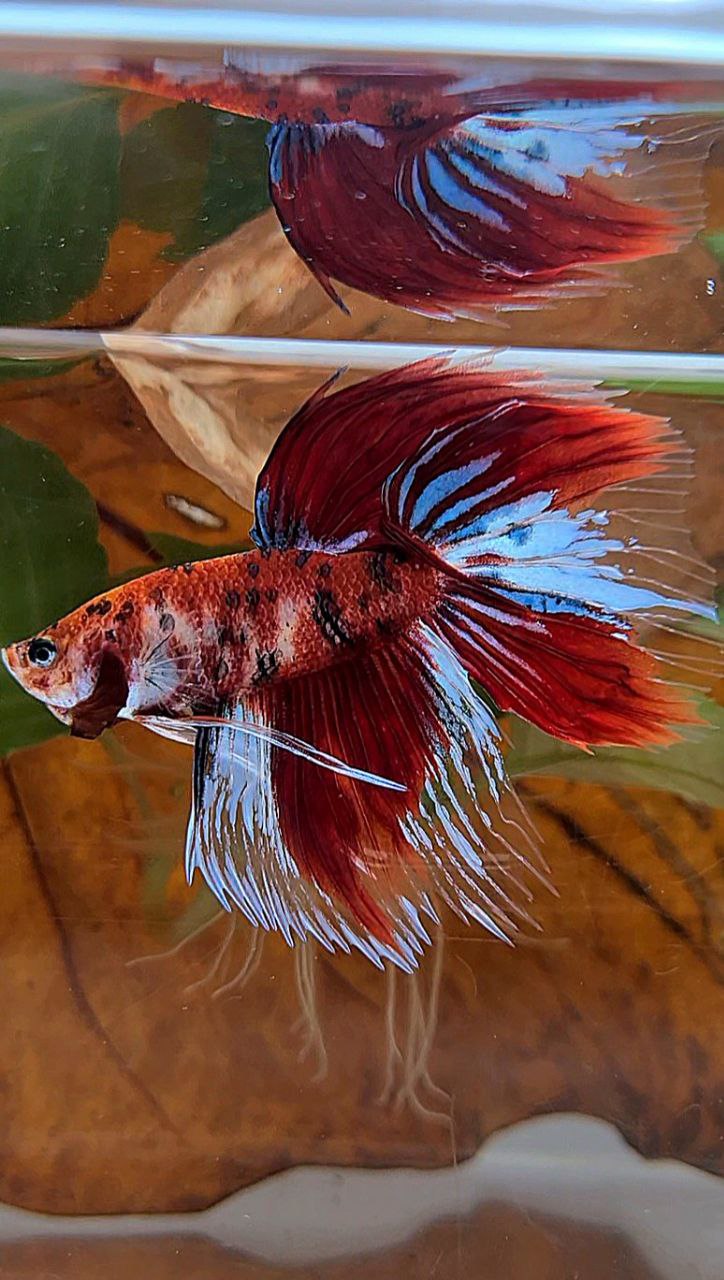 VEILTAIL DELTA RED KOI TIGER MULTICOLOR BETTA FISH