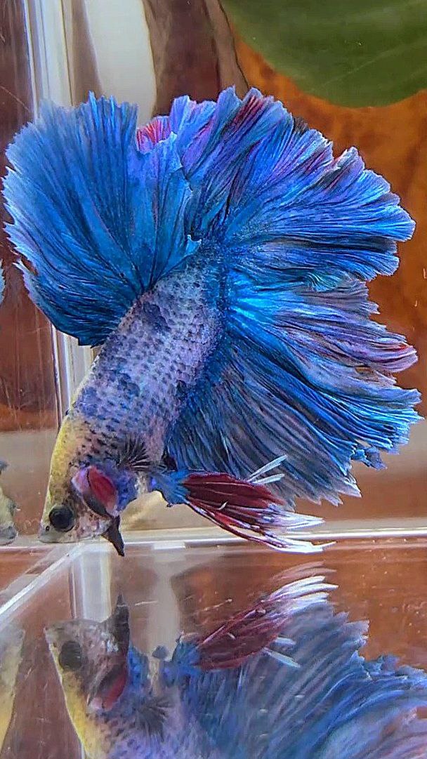 KING ROSETAIL HALFMOON DOUBLE TAIL BLUE MASCOT BETTA FISH