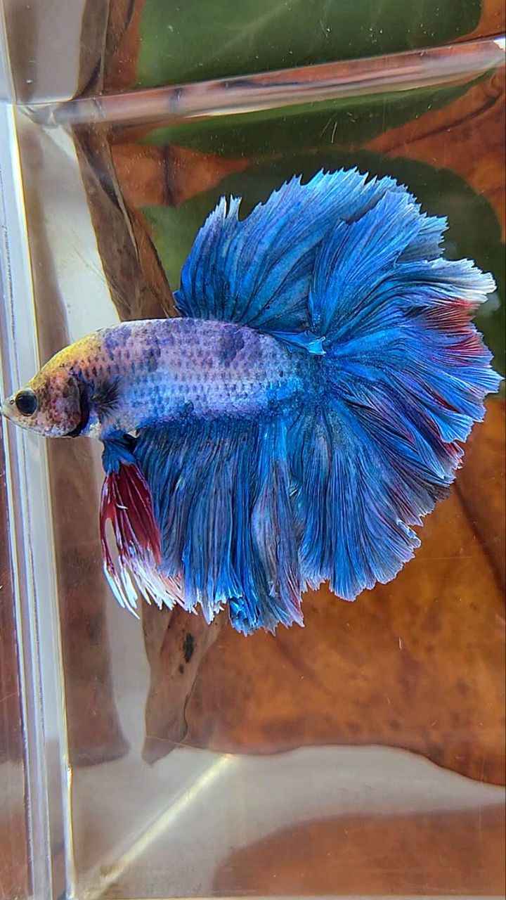 KING ROSETAIL HALFMOON DOUBLE TAIL BLUE MASCOT BETTA FISH