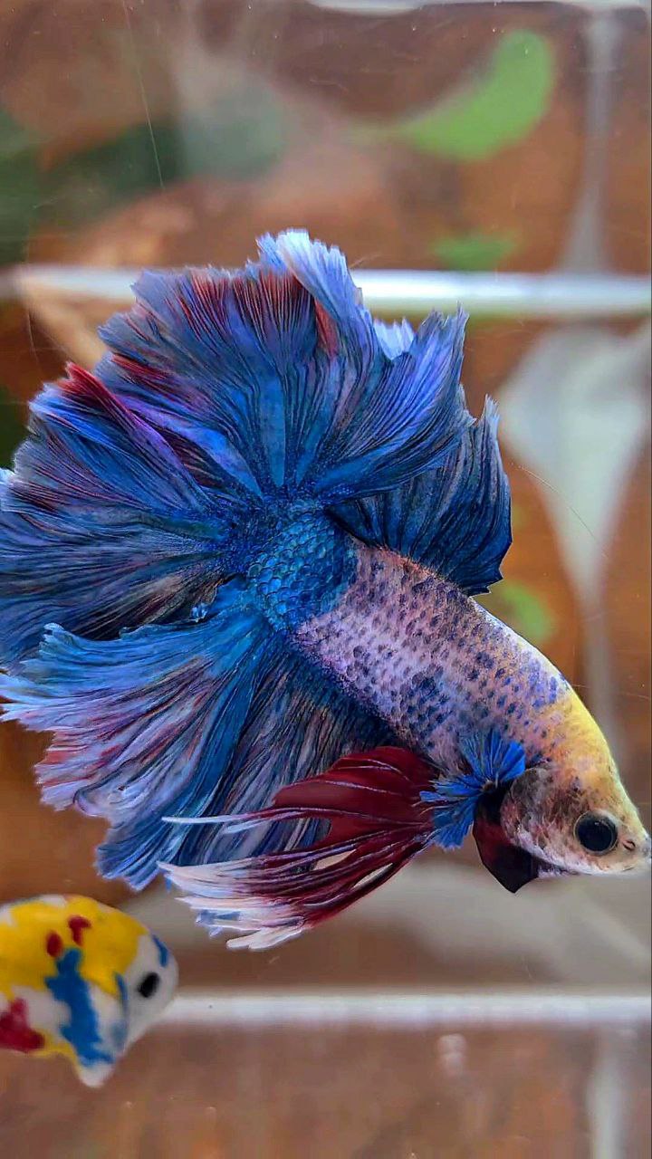 KING ROSETAIL HALFMOON DOUBLE TAIL BLUE MASCOT BETTA FISH