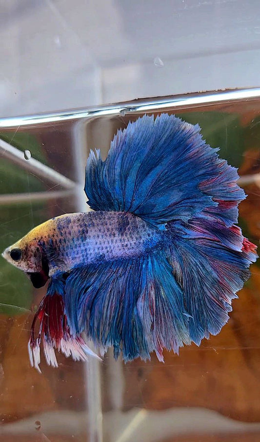 KING ROSETAIL HALFMOON DOUBLE TAIL BLUE MASCOT BETTA FISH