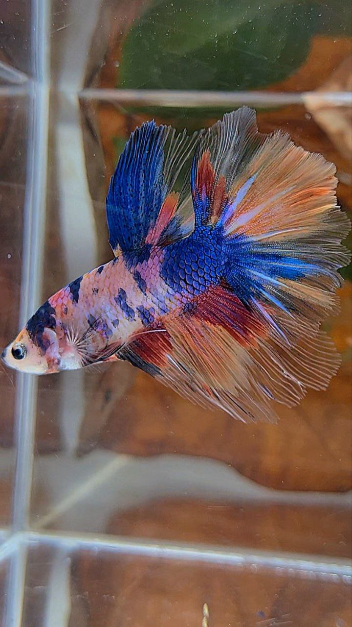 HALFMOON ROSETAIL PURPLE CANDY MULTICOLOR BETTA FISH