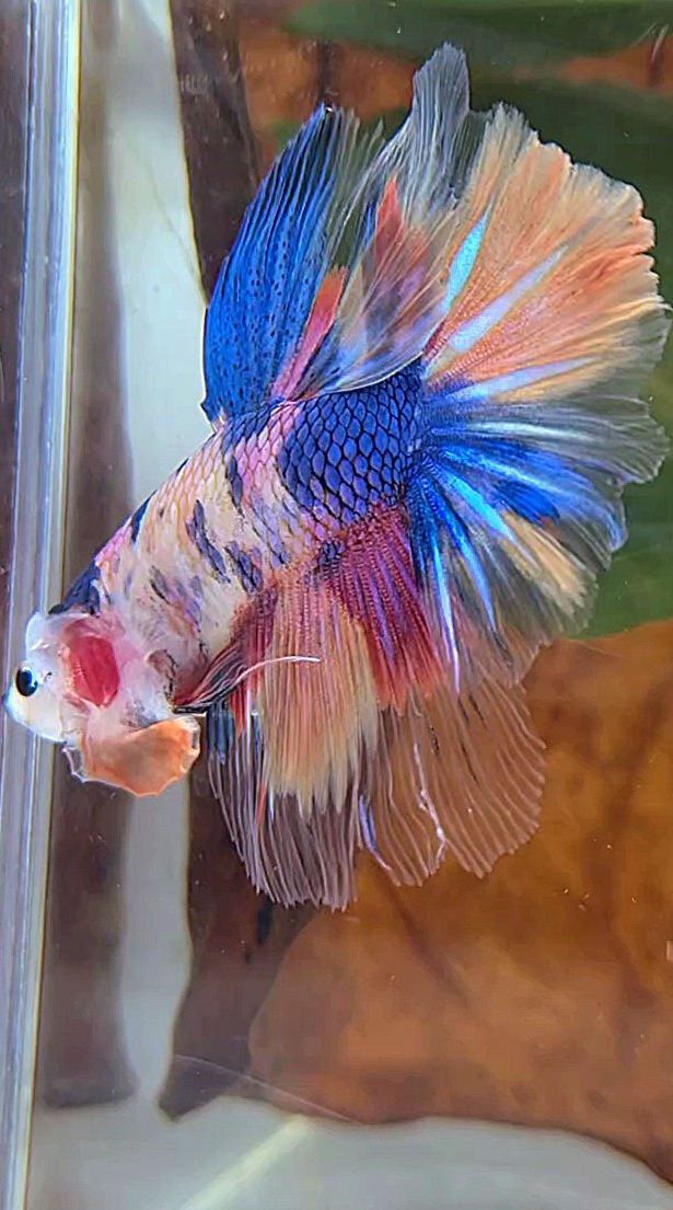 HALFMOON ROSETAIL PURPLE CANDY MULTICOLOR BETTA FISH