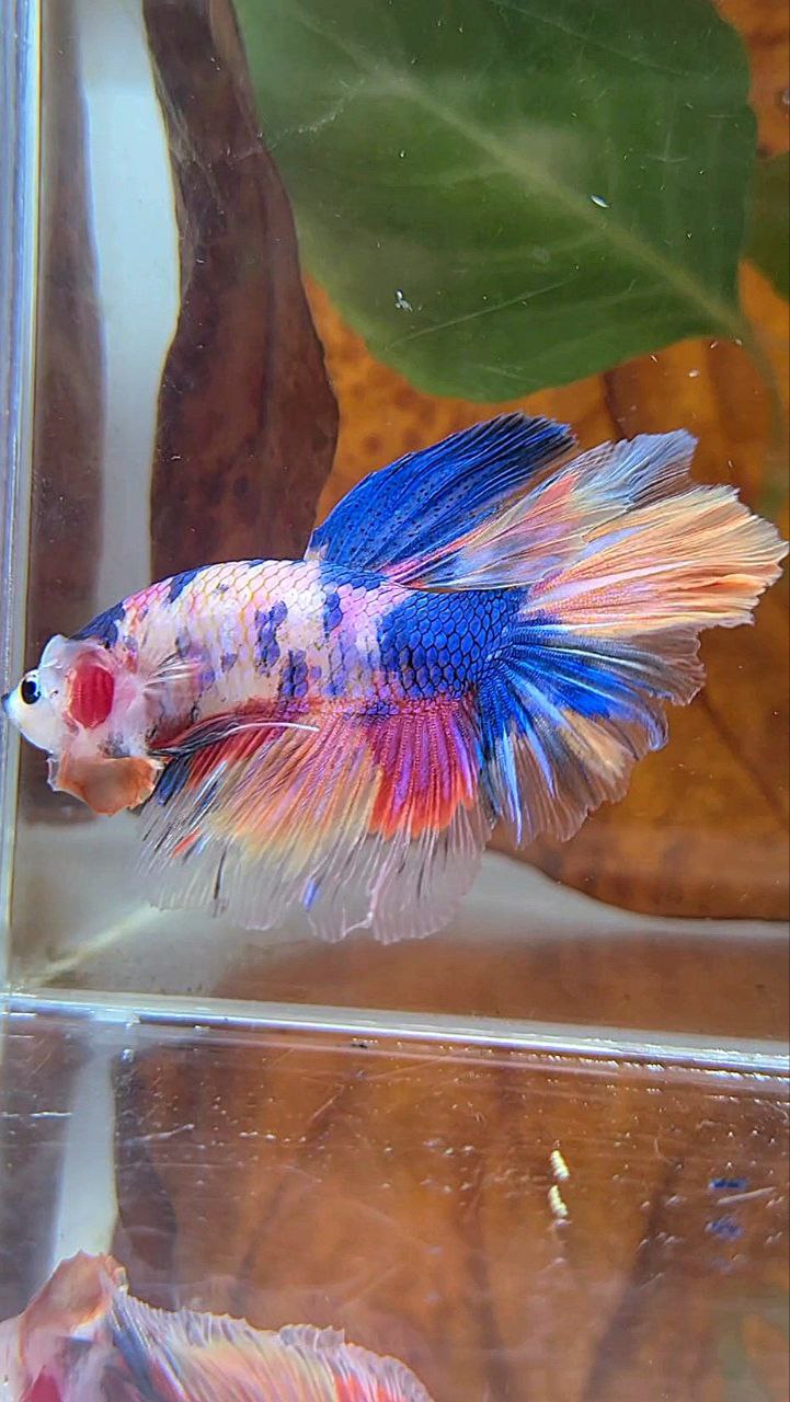 HALFMOON ROSETAIL PURPLE CANDY MULTICOLOR BETTA FISH