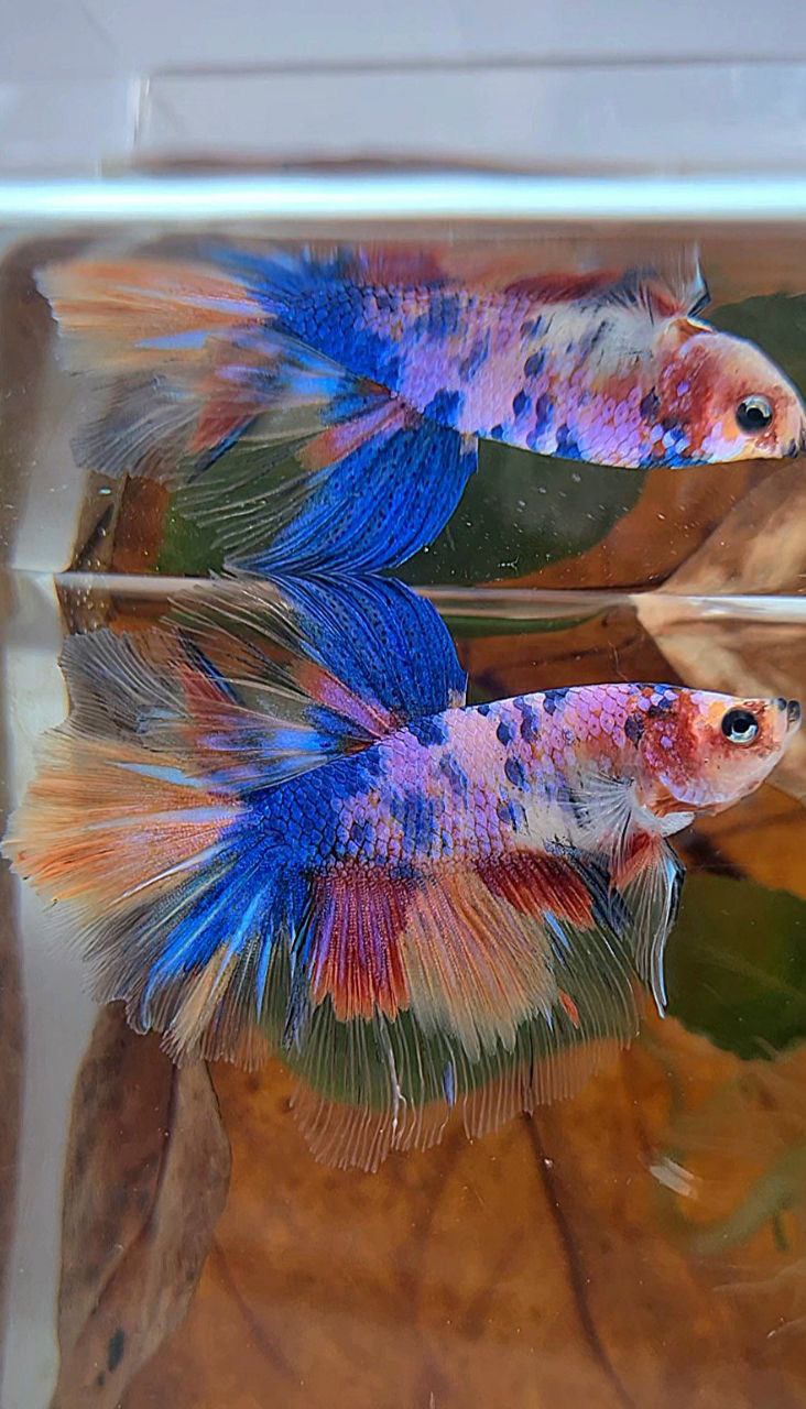 HALFMOON ROSETAIL PURPLE CANDY MULTICOLOR BETTA FISH