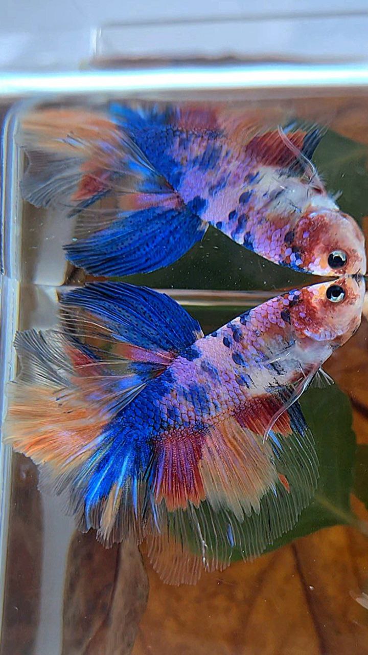 HALFMOON ROSETAIL PURPLE CANDY MULTICOLOR BETTA FISH
