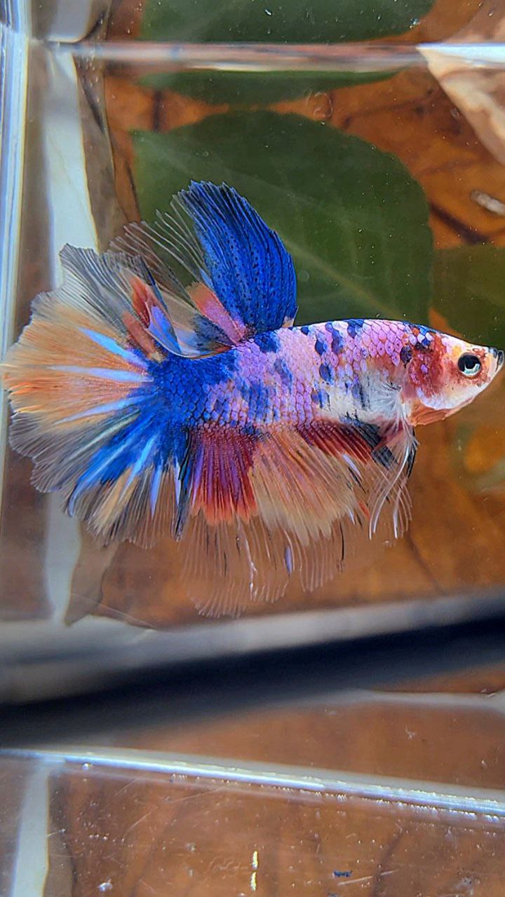 HALFMOON ROSETAIL PURPLE CANDY MULTICOLOR BETTA FISH