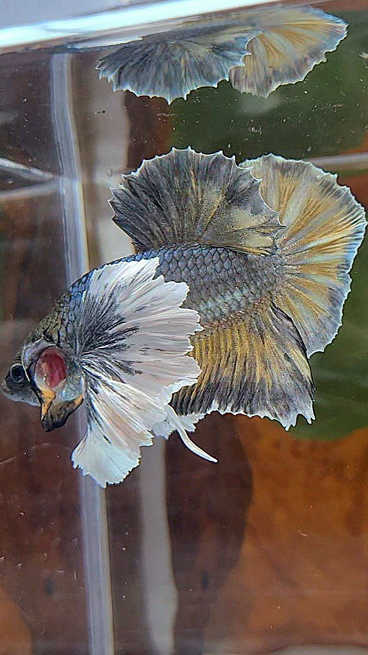 PLAKAT SUPER DUMBO EAR COPPER YELLOW BETTA FISH