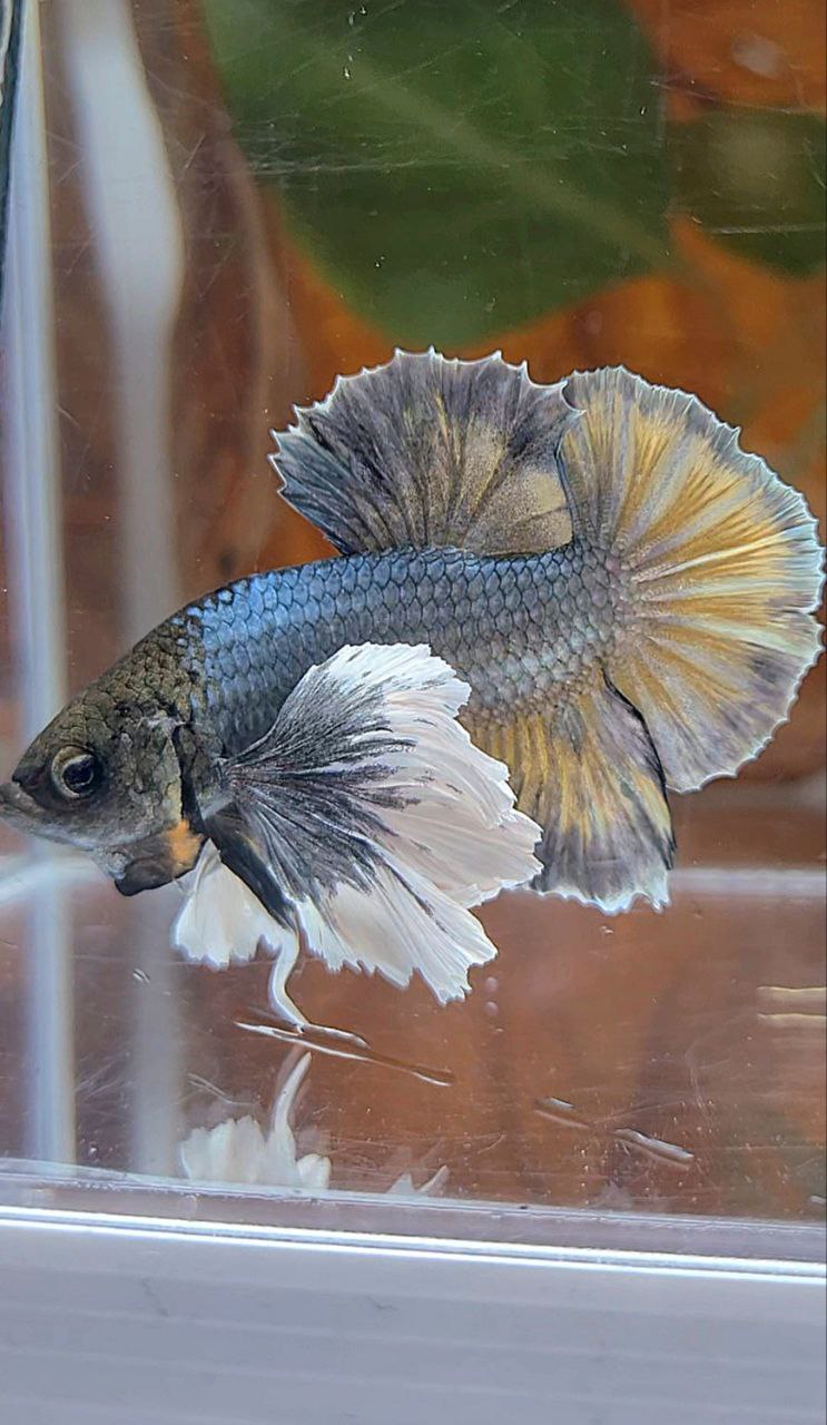 PLAKAT SUPER DUMBO EAR COPPER YELLOW BETTA FISH