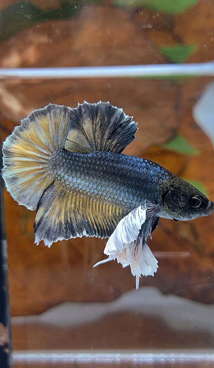 PLAKAT SUPER DUMBO EAR COPPER YELLOW BETTA FISH