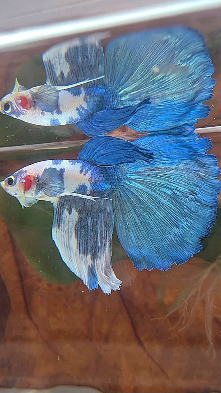 HALFMOON ROSETAIL BLUE MARBLE DOTS BETTA FISH