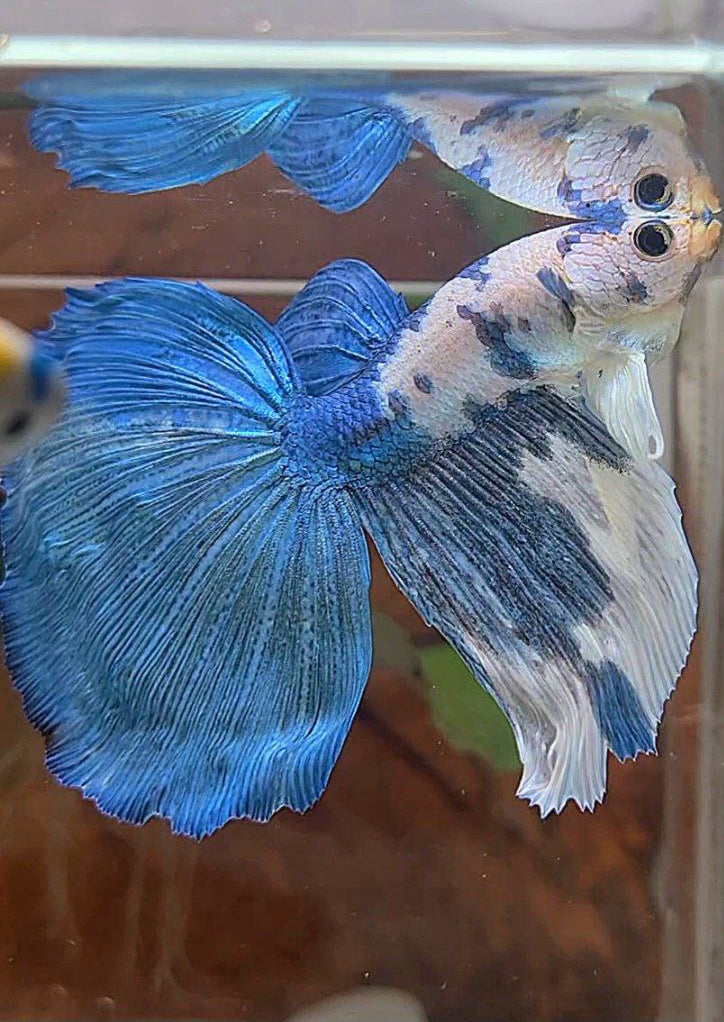 HALFMOON ROSETAIL BLUE MARBLE DOTS BETTA FISH