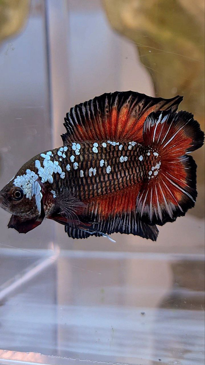 PLAKAT DOUBLE TAIL BATMAN BLACK MAMBA WHITE GALAXY VAMPIRE BETTA FISH