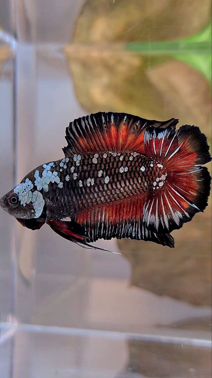 PLAKAT DOUBLE TAIL BATMAN BLACK MAMBA WHITE GALAXY VAMPIRE BETTA FISH