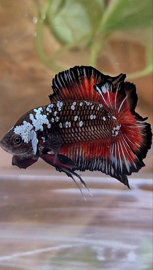 PLAKAT DOUBLE TAIL BATMAN BLACK MAMBA WHITE GALAXY VAMPIRE BETTA FISH