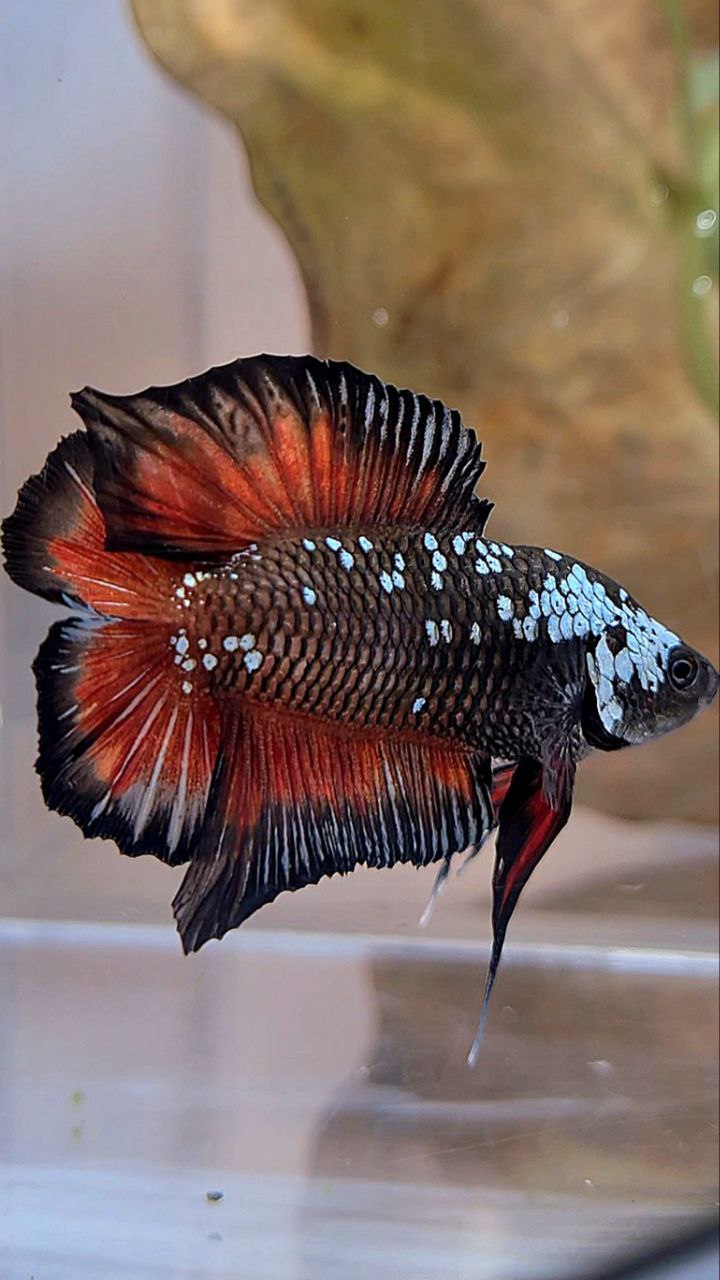 PLAKAT DOUBLE TAIL BATMAN BLACK MAMBA WHITE GALAXY VAMPIRE BETTA FISH