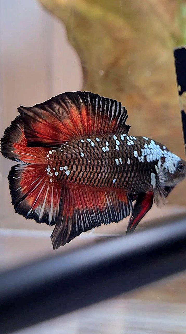 PLAKAT DOUBLE TAIL BATMAN BLACK MAMBA WHITE GALAXY VAMPIRE BETTA FISH