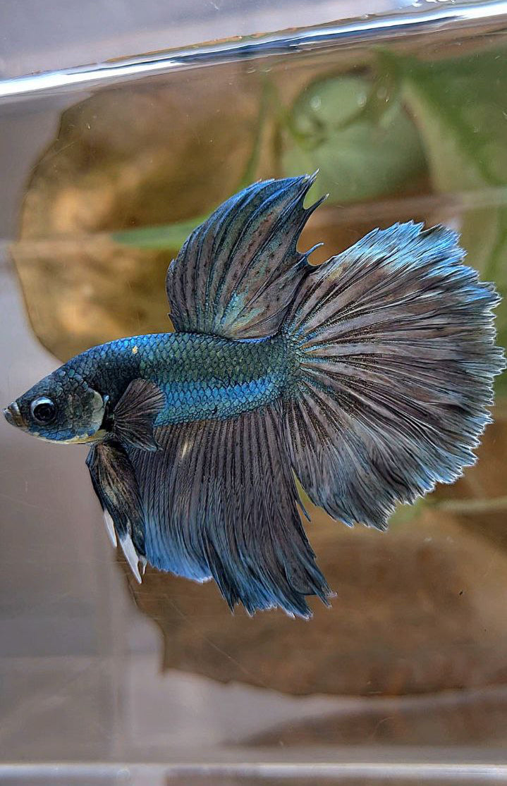 HALFMOON ROSETAIL COPPER ARMY BETTA FISH