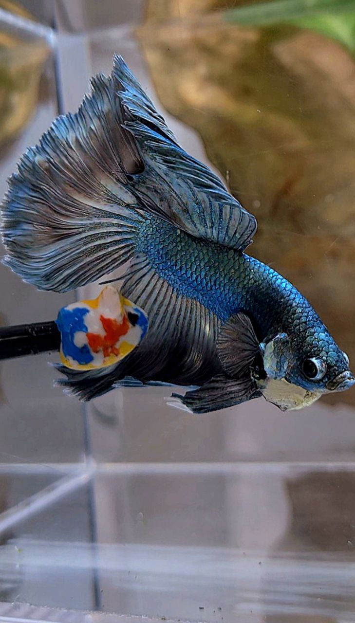 HALFMOON ROSETAIL COPPER ARMY BETTA FISH