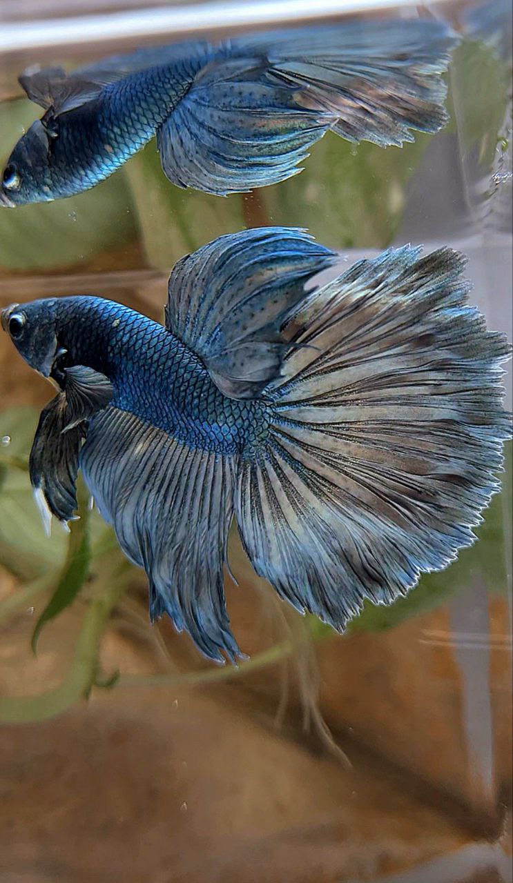 HALFMOON ROSETAIL COPPER ARMY BETTA FISH