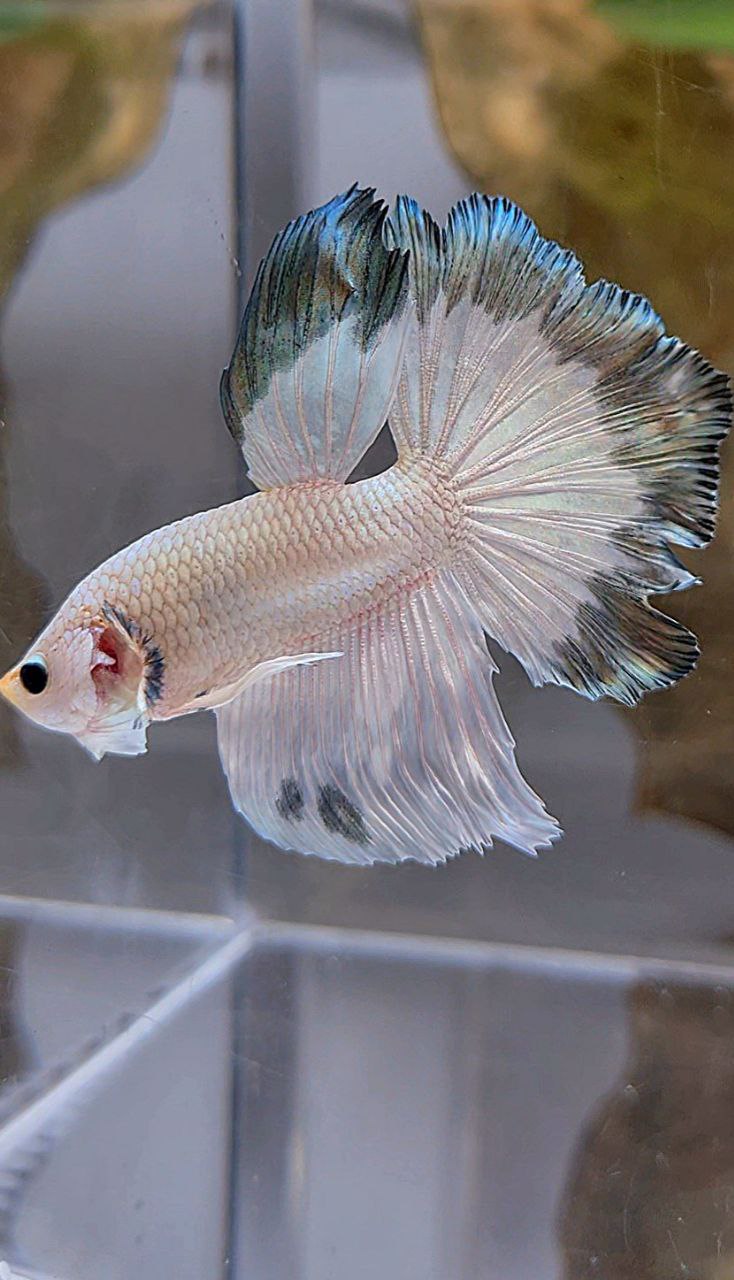 HALFMOON ROSETAIL COPPER RIM BUTTERFLY BETTA FISH