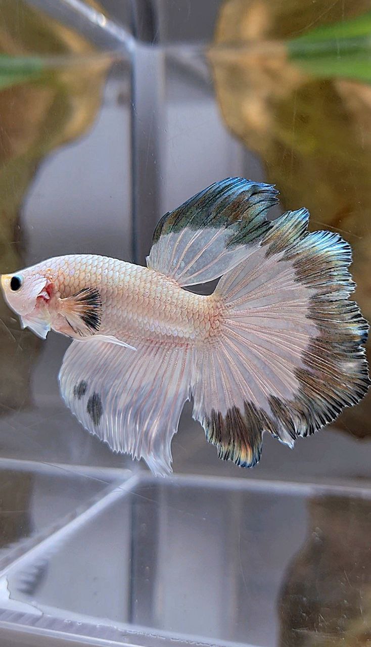 HALFMOON ROSETAIL COPPER RIM BUTTERFLY BETTA FISH