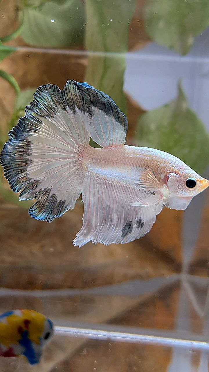 HALFMOON ROSETAIL COPPER RIM BUTTERFLY BETTA FISH