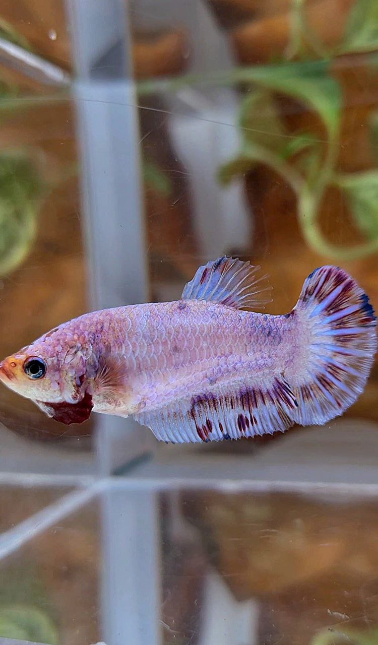 XL FEMALE PLAKAT WHITE RED PURPLE SPLASH BETTA FISH