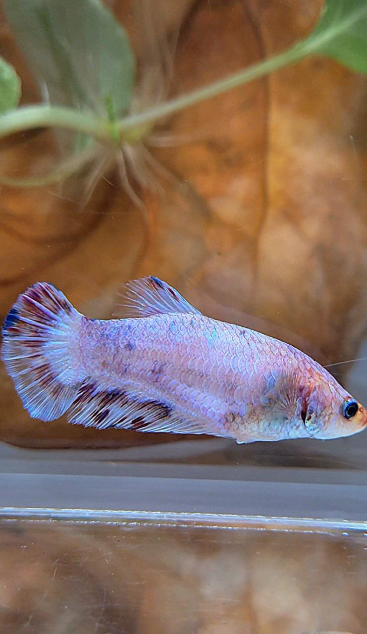 XL FEMALE PLAKAT WHITE RED PURPLE SPLASH BETTA FISH