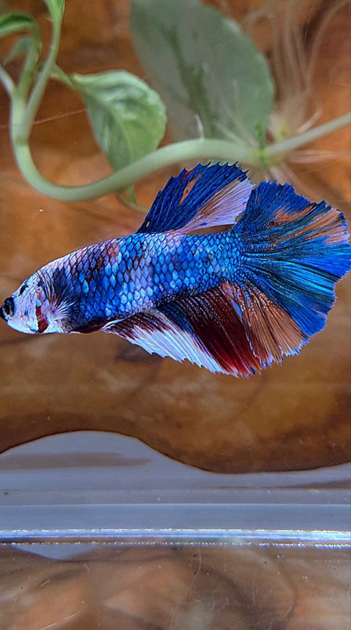 FEMALE HALFMOON ROSETAIL FANCY MARBLE MULTICOLOR BETTA FISH