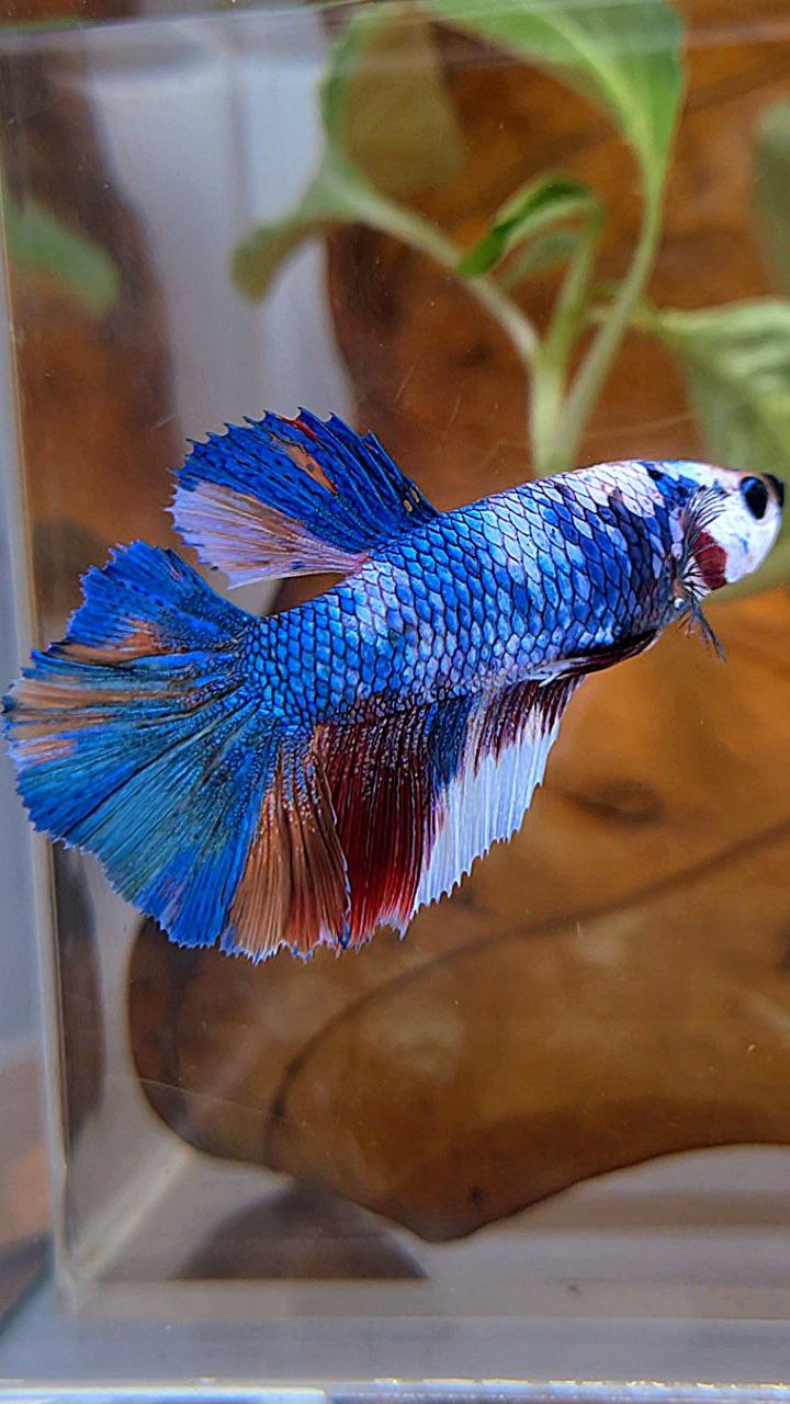 FEMALE HALFMOON ROSETAIL FANCY MARBLE MULTICOLOR BETTA FISH