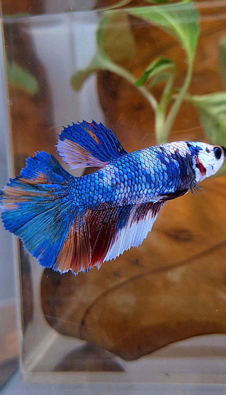 FEMALE HALFMOON ROSETAIL FANCY MARBLE MULTICOLOR BETTA FISH