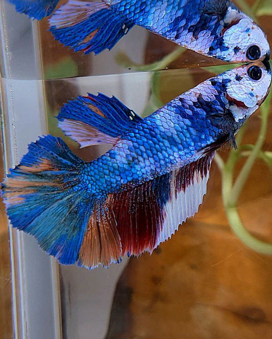 FEMALE HALFMOON ROSETAIL FANCY MARBLE MULTICOLOR BETTA FISH