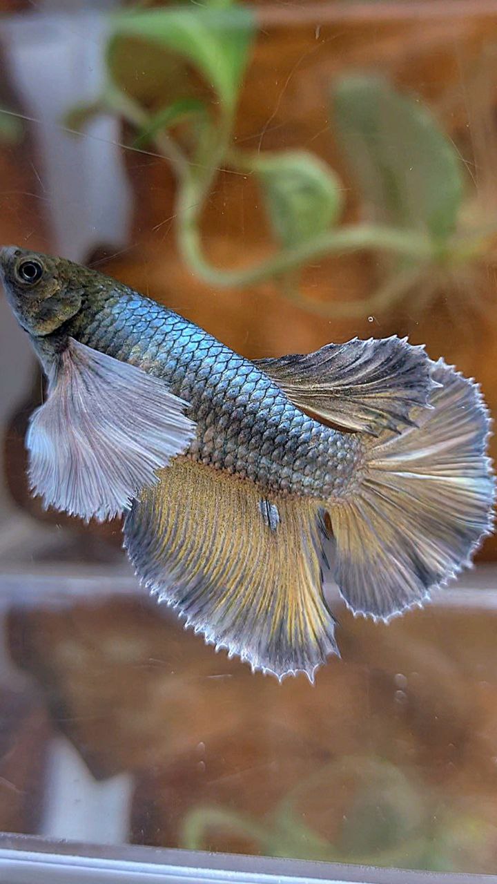 XL FEMALE HALFMOON SUPER DUMBO EAR COPPER YELLOW BETTA FISH
